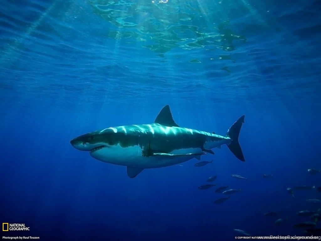 Great White Shark National Geographic Wallpapers 54497