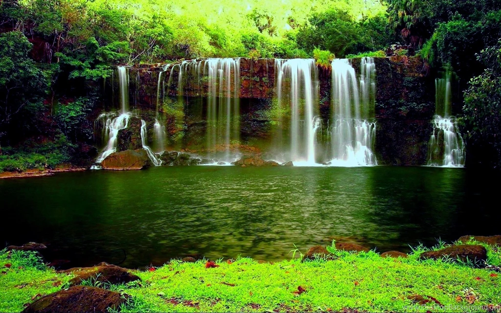 Green Forest Best Wallpapers Picture