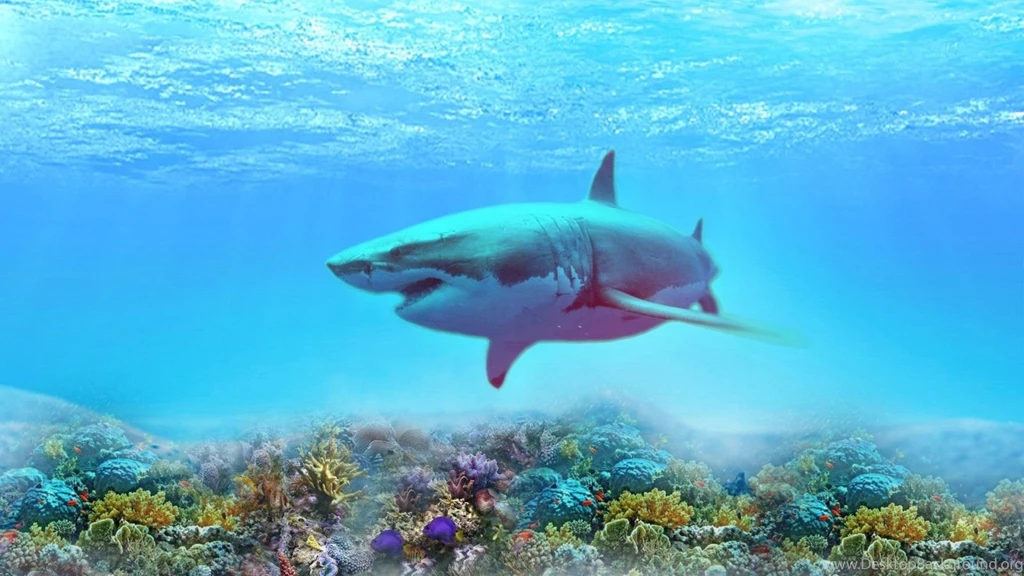 Great White Shark Uhd Wallpapers Ultra High Definition ...