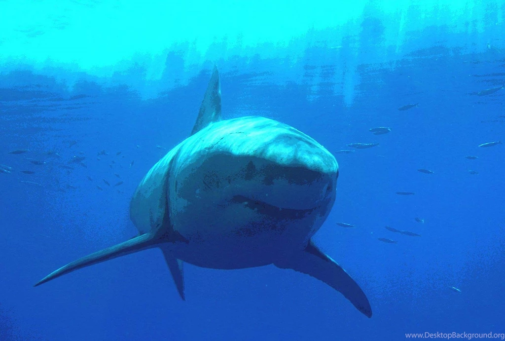 Great White Wallpapers