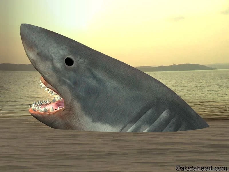 Great White Shark Wallpapers
