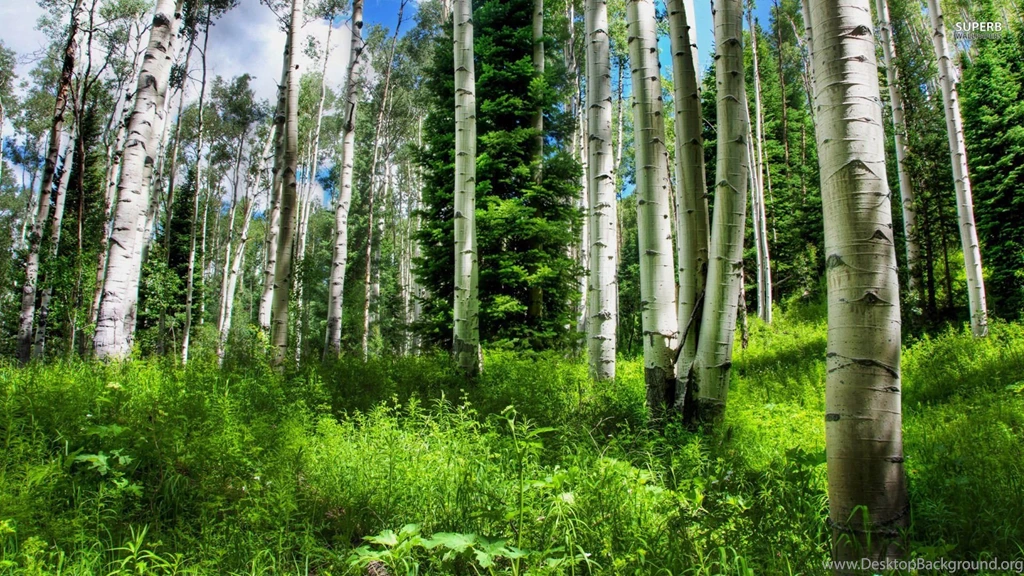 Green Forest Wallpapers Photography Wallpapers