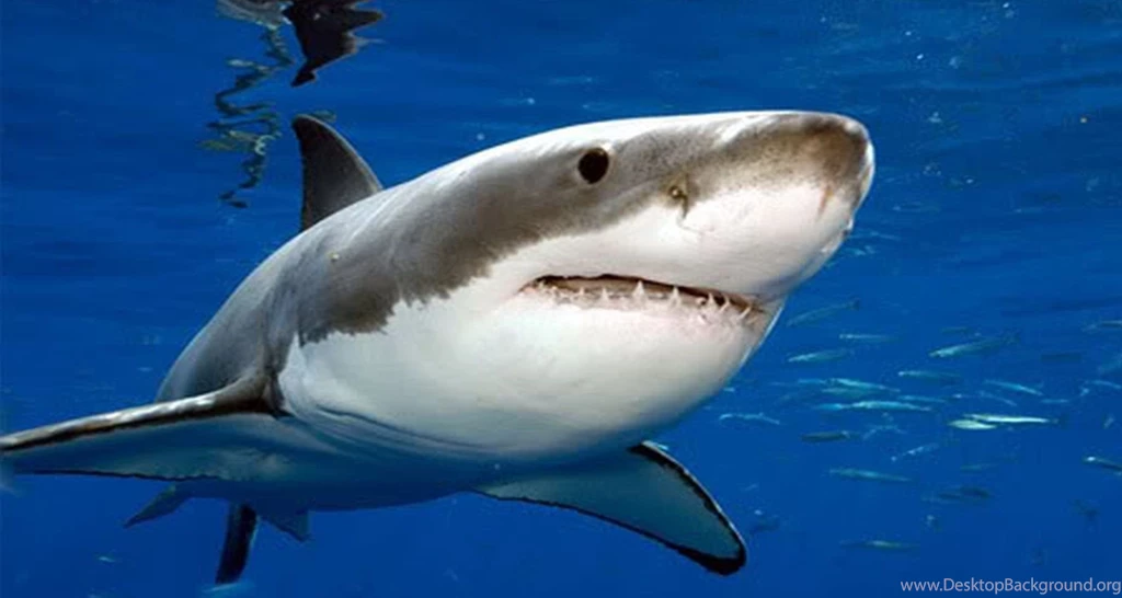 Quality Shark Pictures Great White On Animal Picture Society