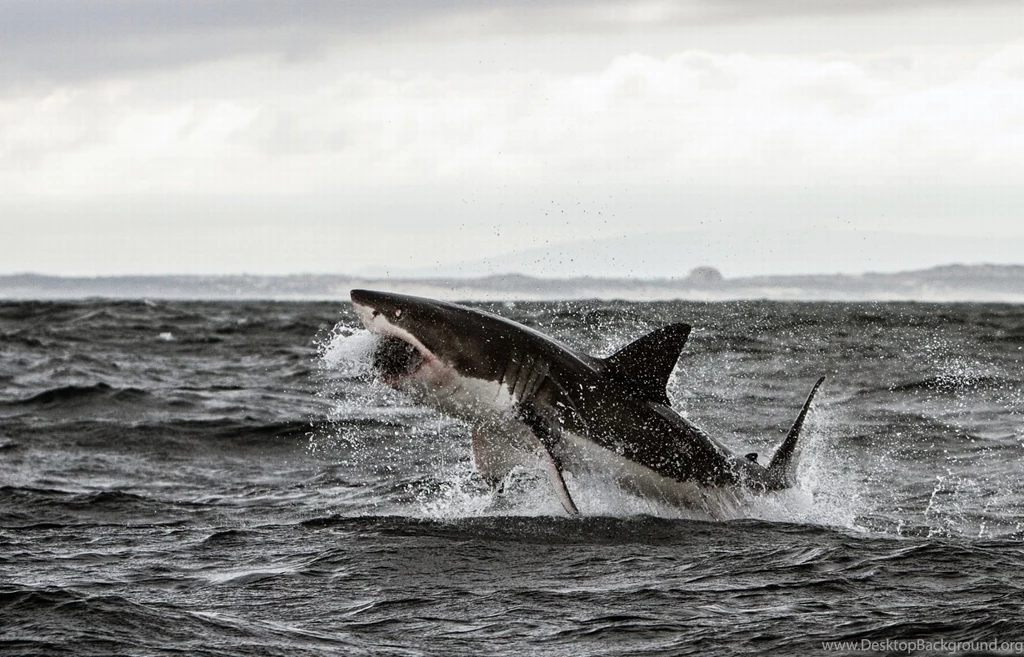 Terrifying Moment Great White Shark Sneaks Up Behind Diver Who ...