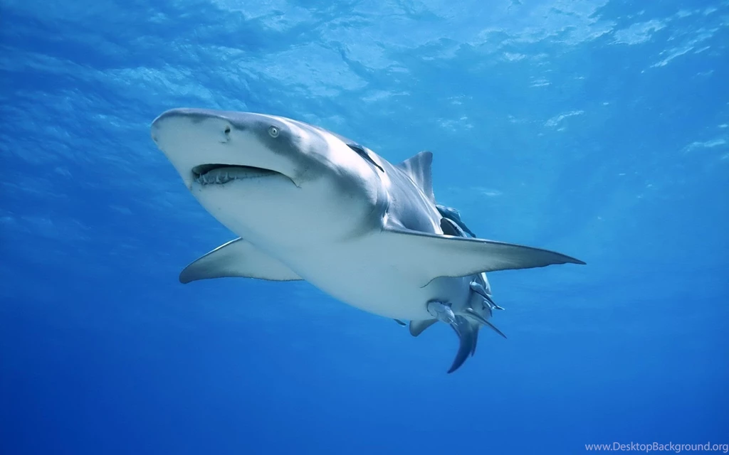 Wallpapers Shark, Great White Shark And Remoras.