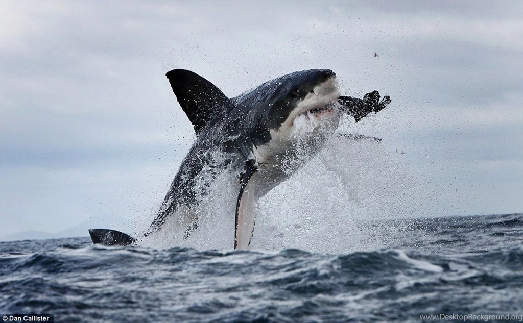 Great White Wallpapers Wallpapers Cave