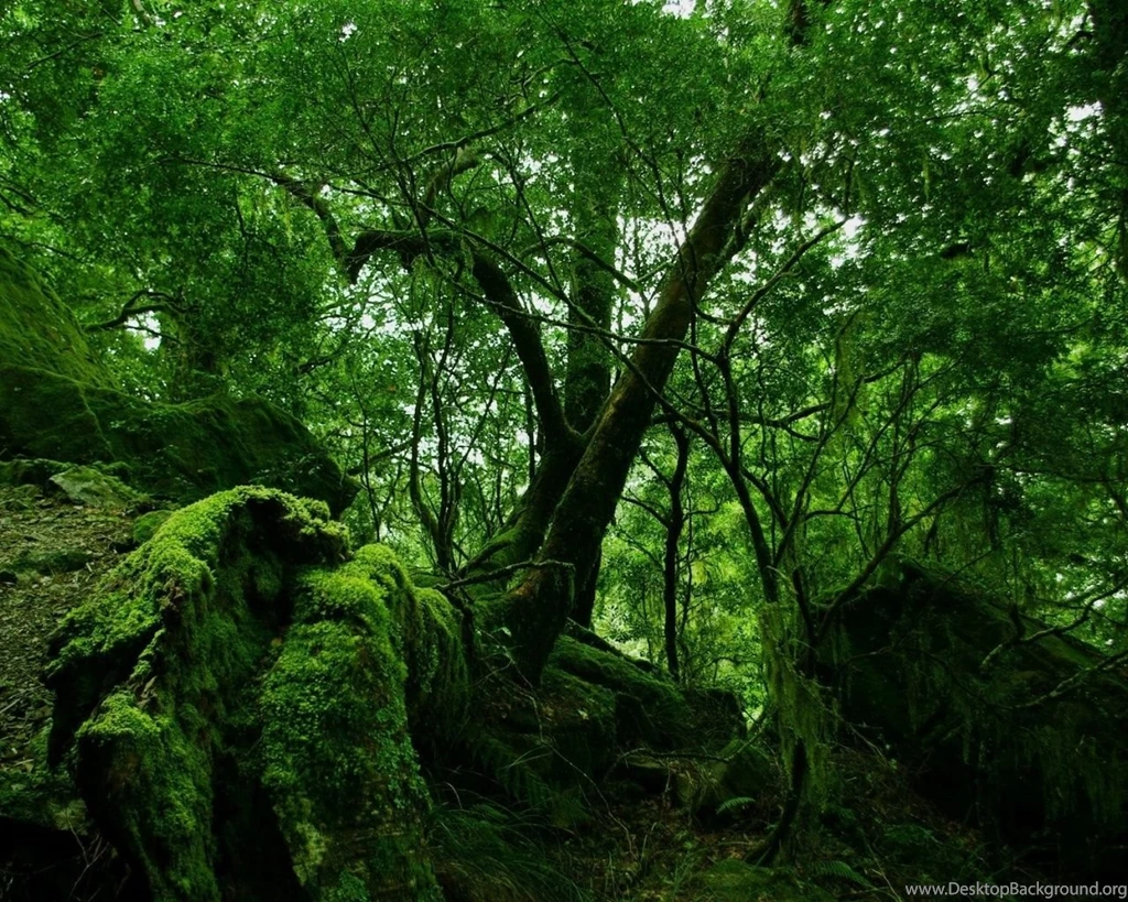 1280x1024 Green Forest Vegetation Desktop PC And Mac Wallpapers
