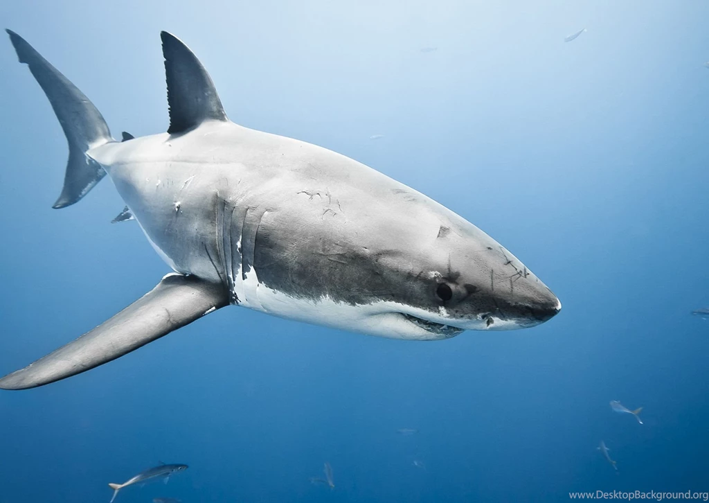 Great White Shark Simply Wallpapers Just Choose And Download