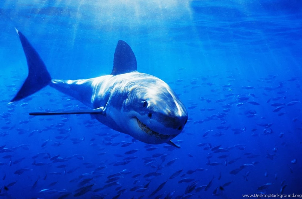Great White Shark HD Wallpapers High Quality