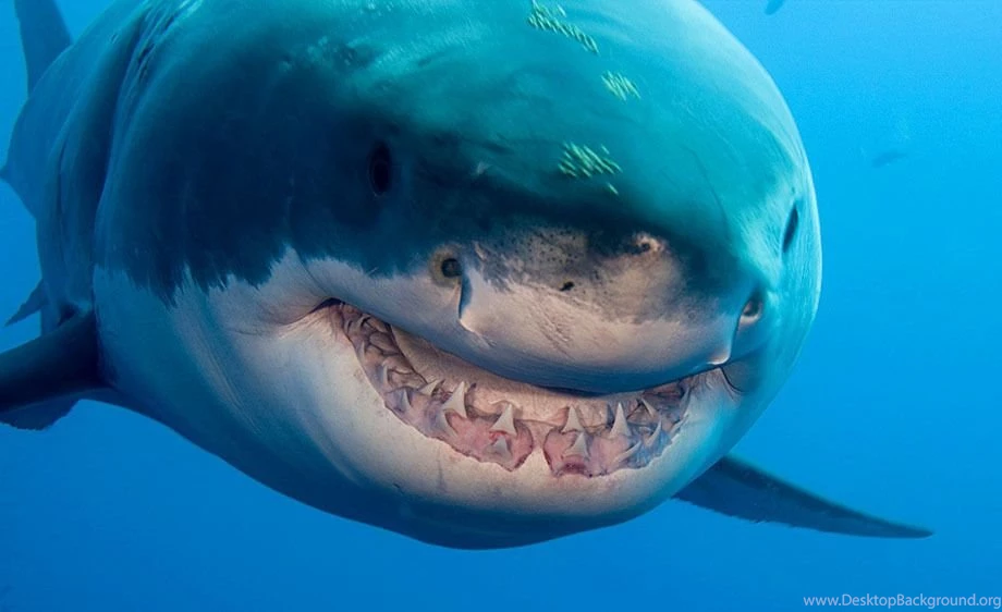 Great White Shark's Teeth Wallpaper.