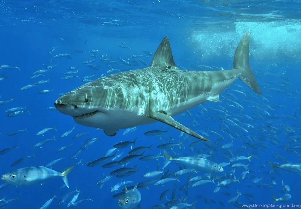 Great White Shark Photos And Wallpapers. Nice Great White Shark ...