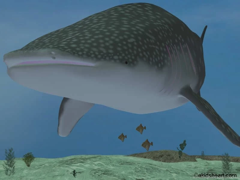 Whale Shark Wallpapers