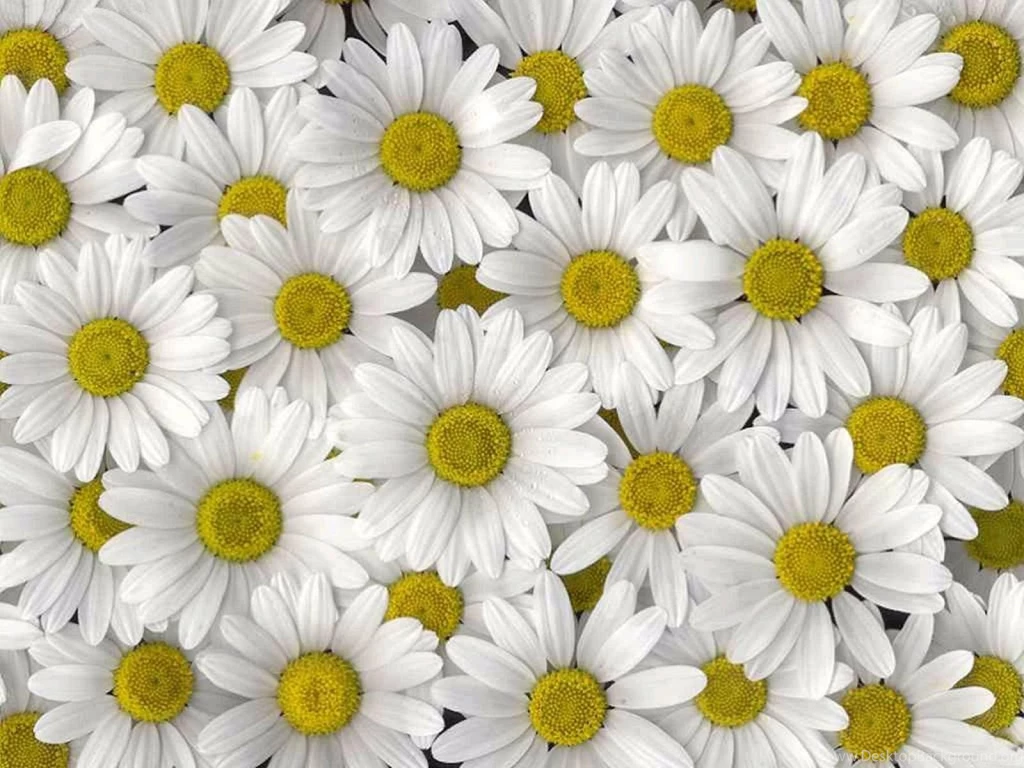 White Daisies Desktop Wallpaper, White Daisies Images, New Wallpapers