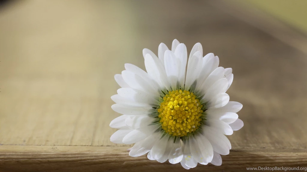 Close up White Daisy Flower With White Petals Yellow Pistil