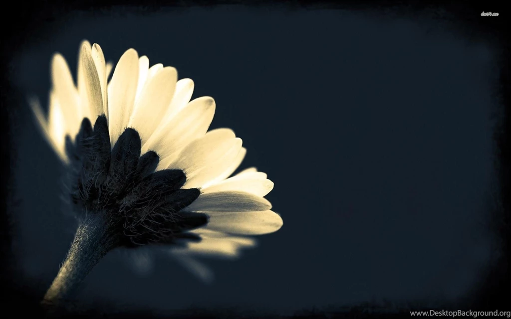 White Daisy Wallpapers Flower Wallpapers