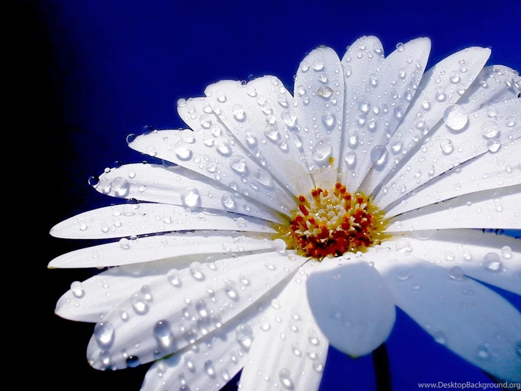 White Daisy Flower Wallpapers 1280x960 554433