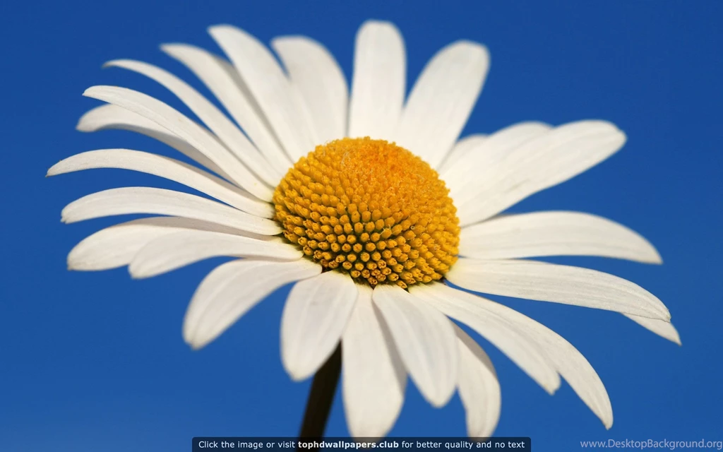 Best Daisy 4K Or HD Wallpapers For Your PC, Mac Or Mobile Device