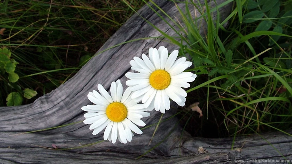 Two White Daisy Wallpapers
