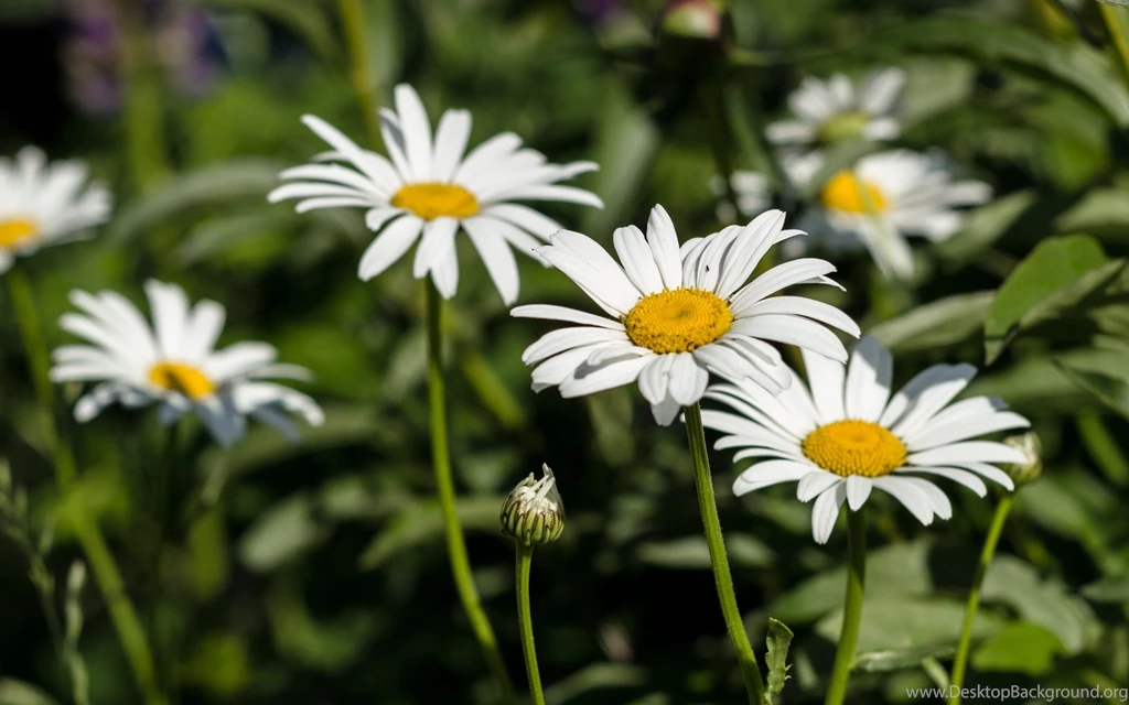 Daisies Flowers Wallpapers HD Of Beautiful White Flowers