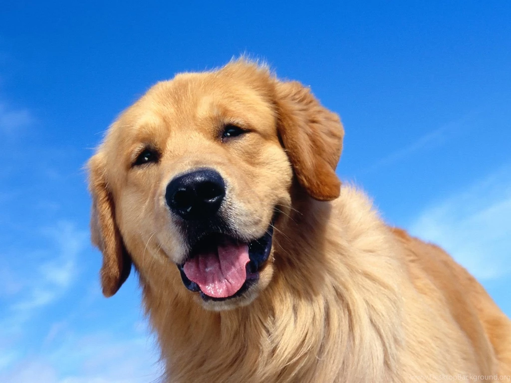 Cute Happy Dog Wallpapers Desktop