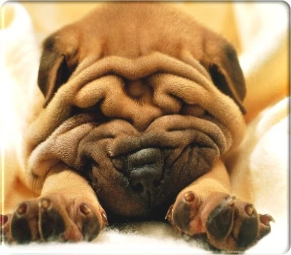 Animals Plannet: Dog Wallpapers Desktop