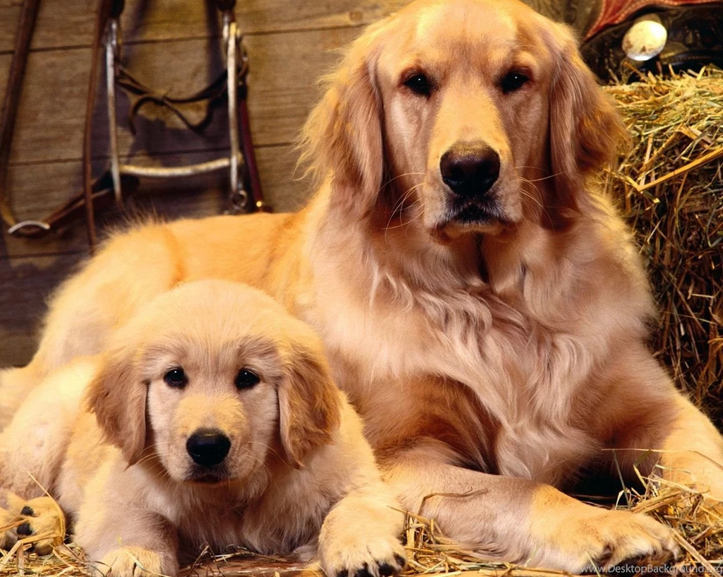 Dog Wallpaper, Hd Wallpapers, Desktop Images, Animals, Animal ...