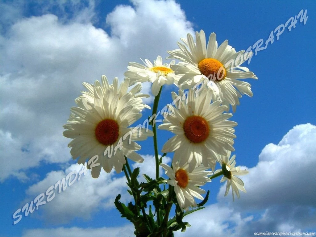 WHITE DAISY WITH BLUE SKY Wallpapers