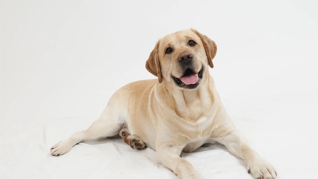 Dog Wallpapers Desktop