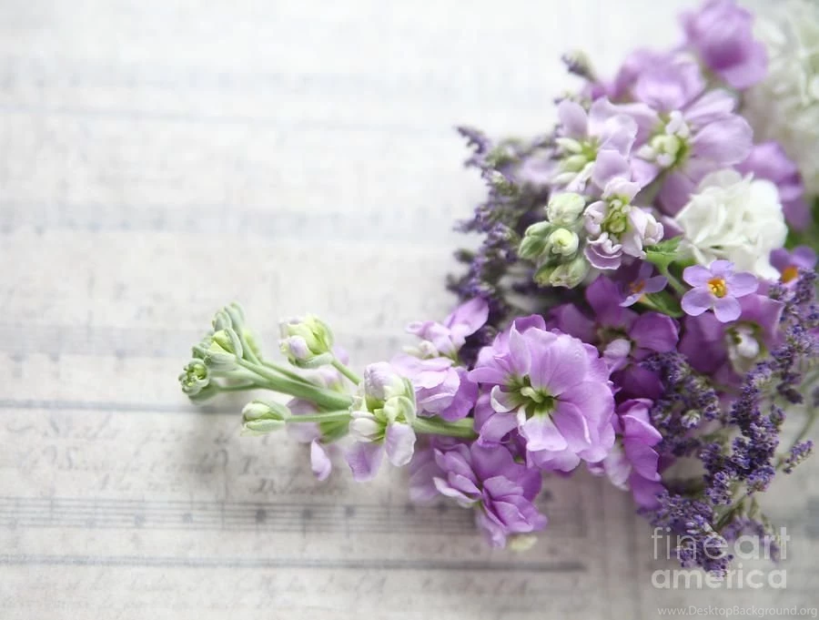 Lavender colored Stock On A Music Backgrounds Photograph By Ruby ...