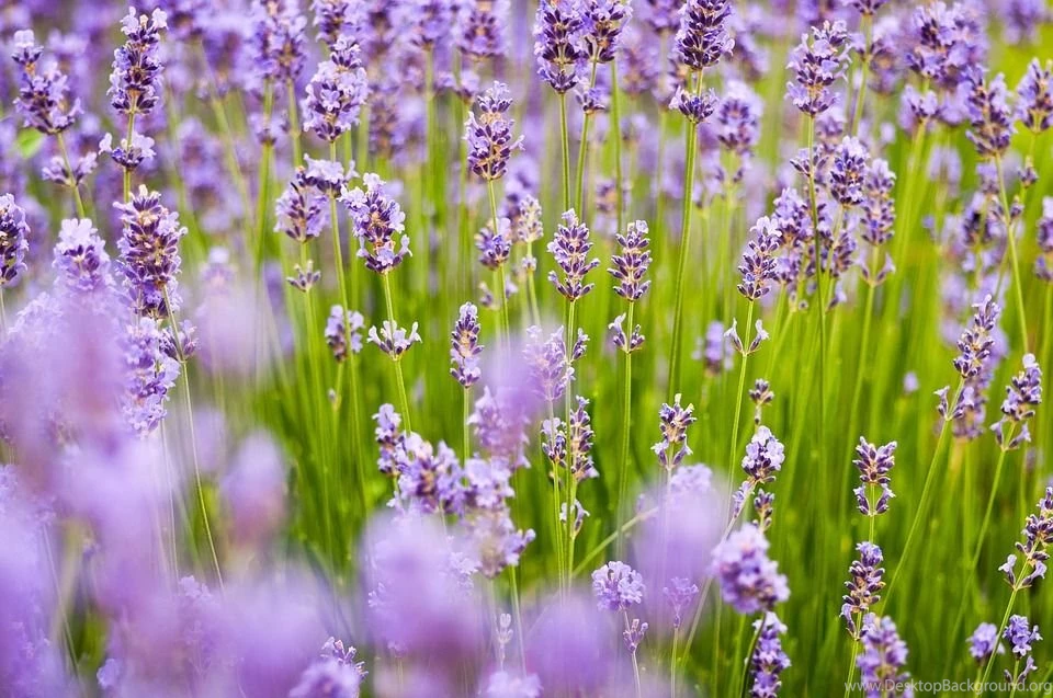 Free Photo: Lavender, Background, Purple Free Image On Pixabay ...