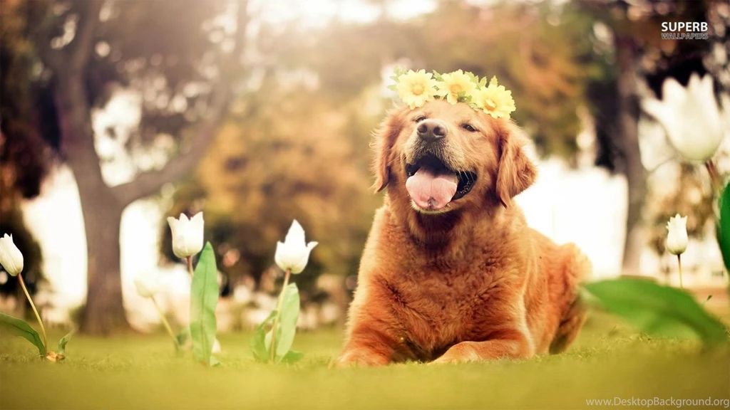 Golden Retriever Puppy Wallpapers Animal Wallpapers