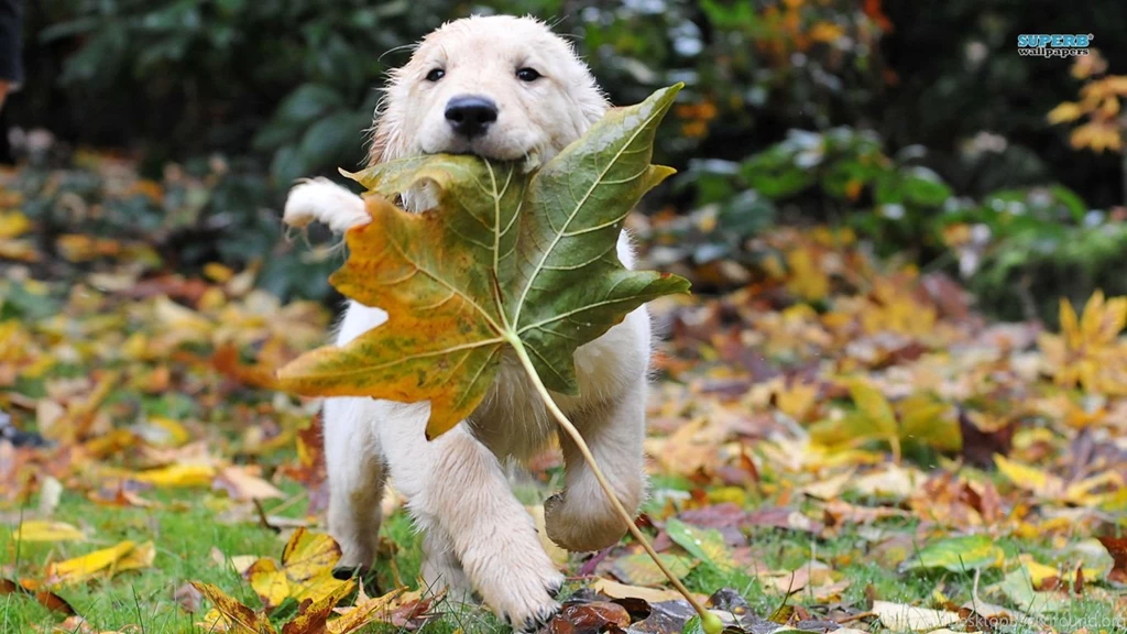 Golden Retriever Puppy Wallpapers Animal Wallpapers