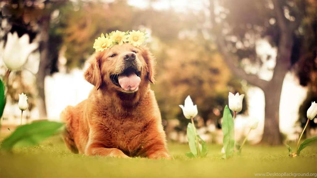 Golden Retriever Puppy Wallpapers 1173 1920 X 1200 WallpaperLayer.com