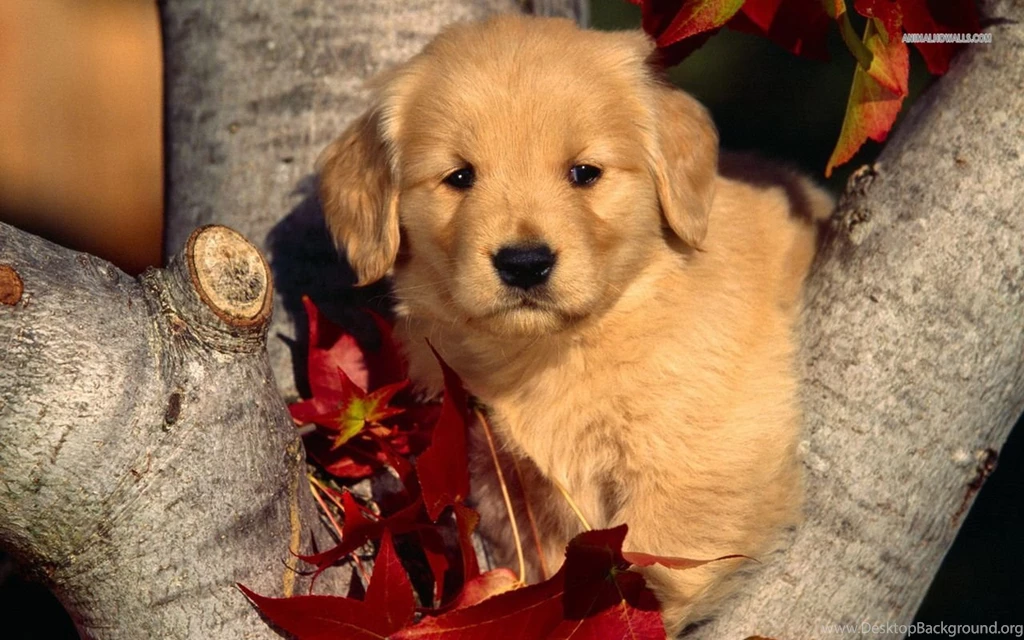Golden Retriever Puppy Pictures Wallpapers HD Wide