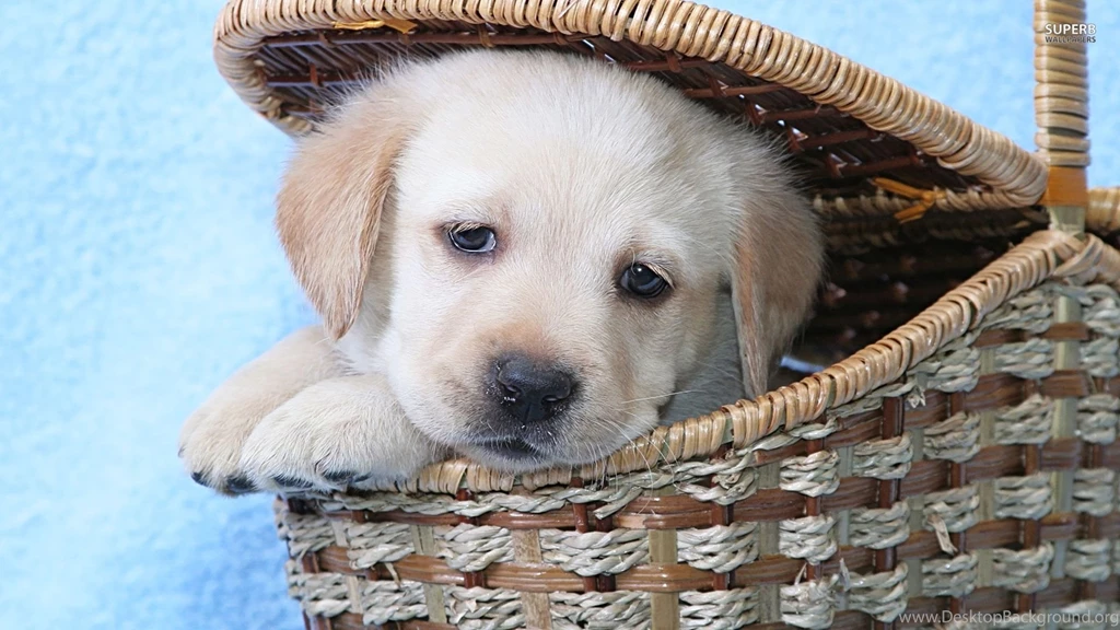 Golden Retriever Puppy In A Basket Wallpapers Animal Wallpapers ...