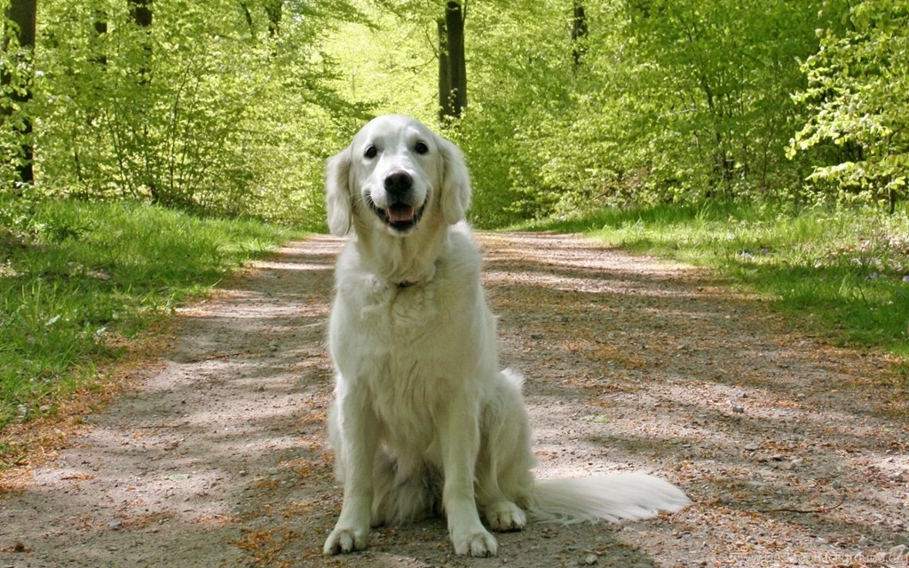 Cute Golden Retriever Puppy In The Forest Wallpapers 24706