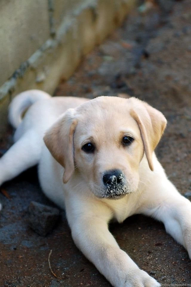 Iphone4 Golden Retriever Puppy.jpg