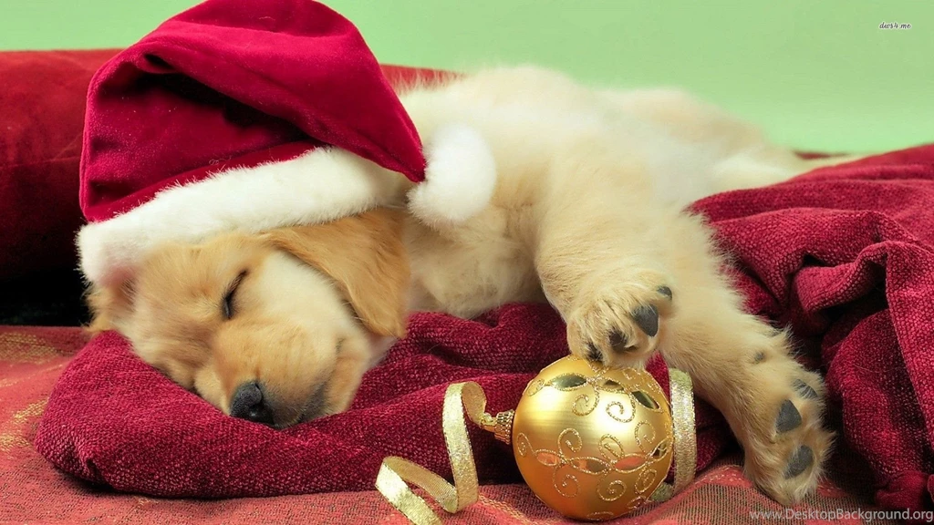 Golden Retriever Puppy With Santa Hat Wallpapers Animal ...