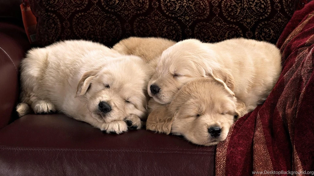 Golden Retriever Puppies Sleeping   Wallpaper.