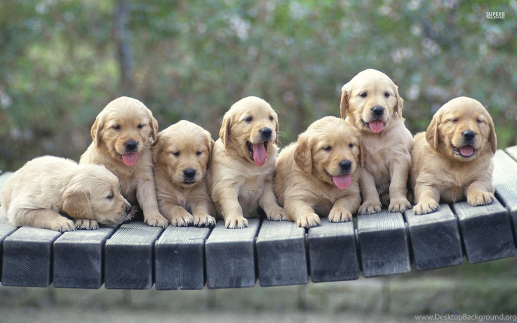 Golden Retriever Puppies Wallpapers   Animal Wallpapers