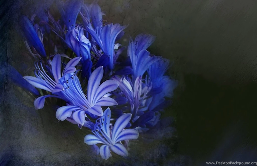 Hd Nature Images, Wallpapers Of Natures, Organic, Fresh Air ...