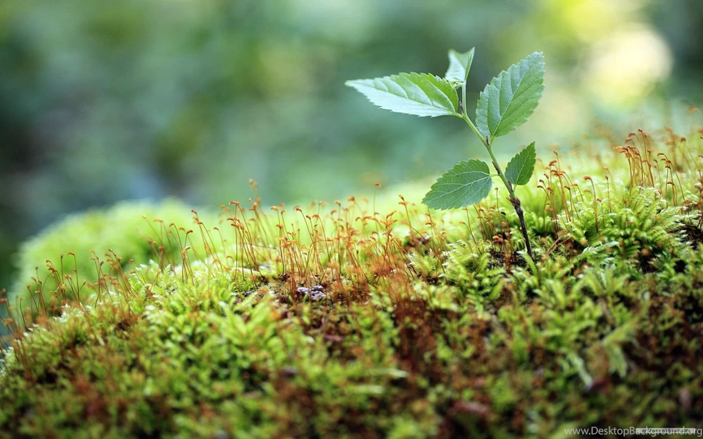 Free Wallpapers Free Nature Wallpapers Windows 7 Themes ...