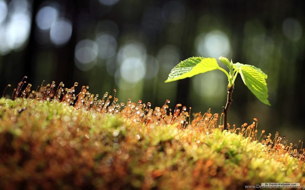 Free Wallpapers Free Nature Wallpapers Windows 7 Themes ...