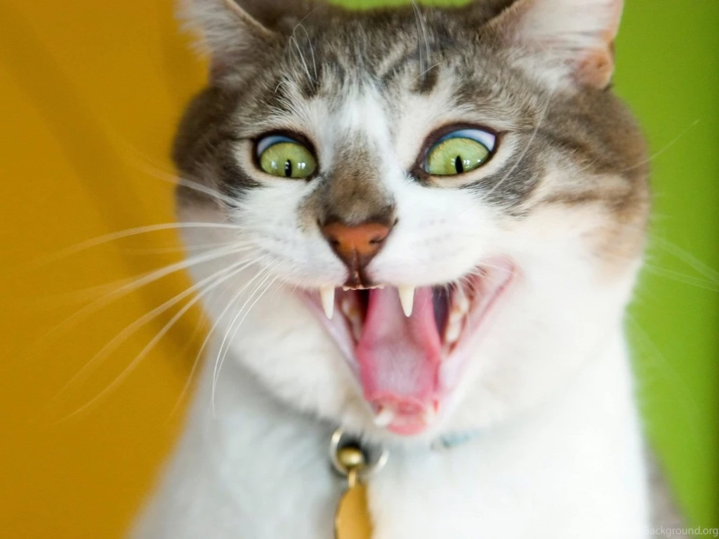 Funny Cat Wallpapers For PC