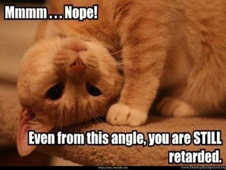 Funny Cats Animal