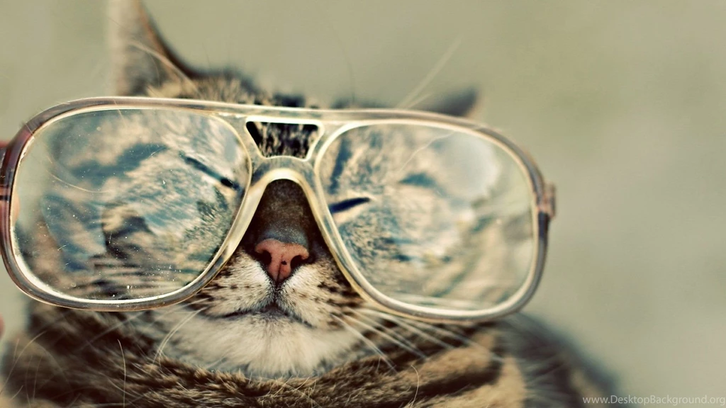 Download Funny Cat Stock Wallpapers 1920x1080