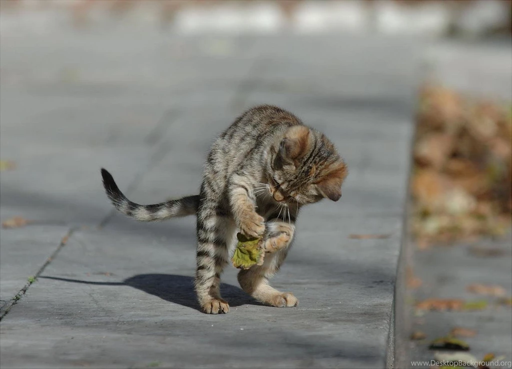 Funny Cat Pictures With Captions HD Wallpapers Lovely