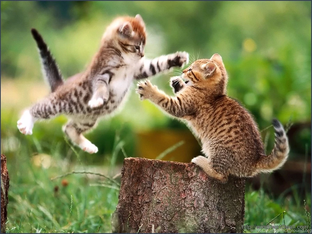 New Wallpapers Funny – Windows 10 Wallpapers