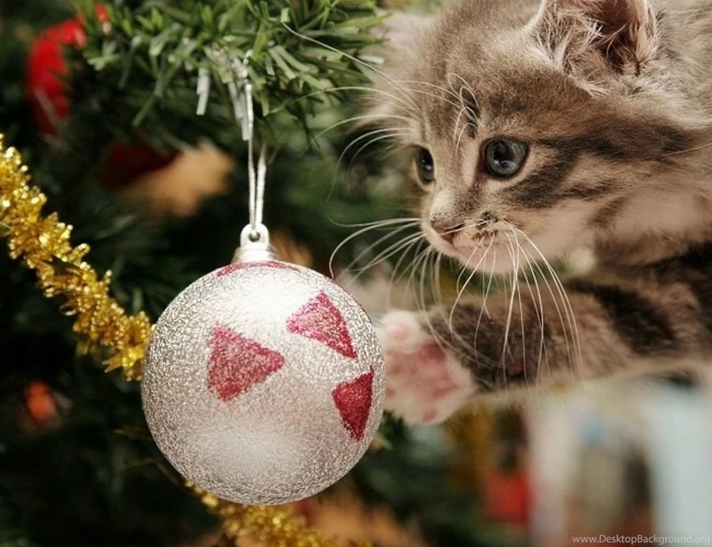 Funny cat christmas wallpapers