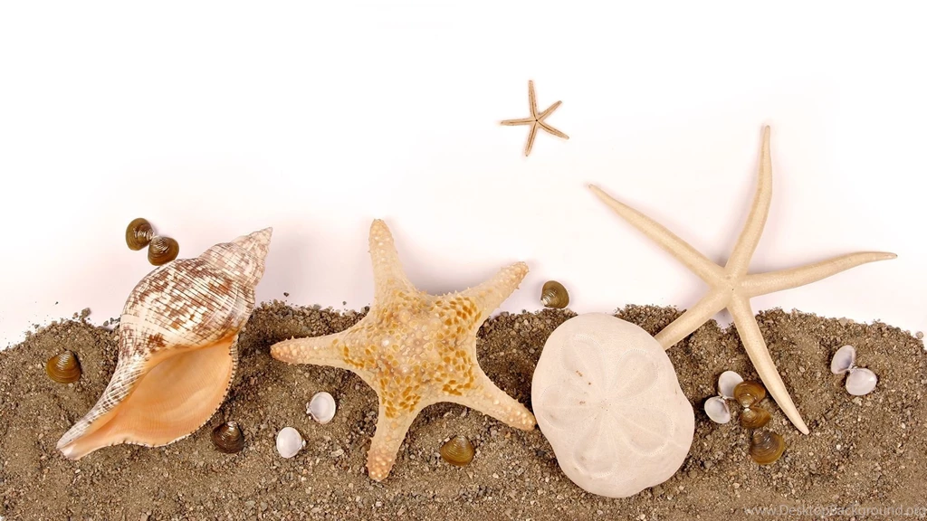 Sea Shell Wallpapers   Wallpapers Cave